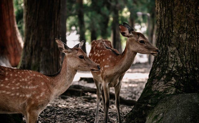 Deer in Nara Park