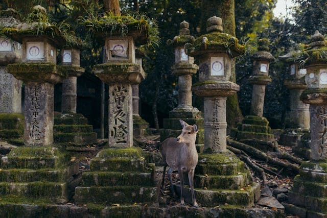 Lanterns at Kasuga Taisha